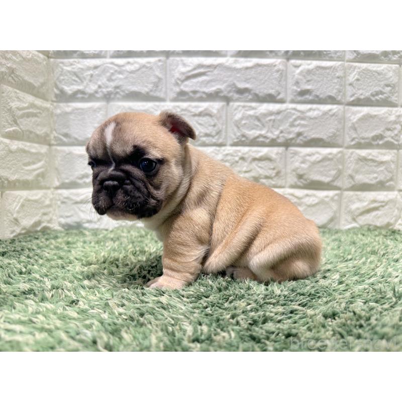 販売中の愛知県のフレンチブルドッグ-450198の3枚目