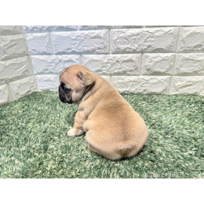 販売中の愛知県のフレンチブルドッグ-450198の2枚目