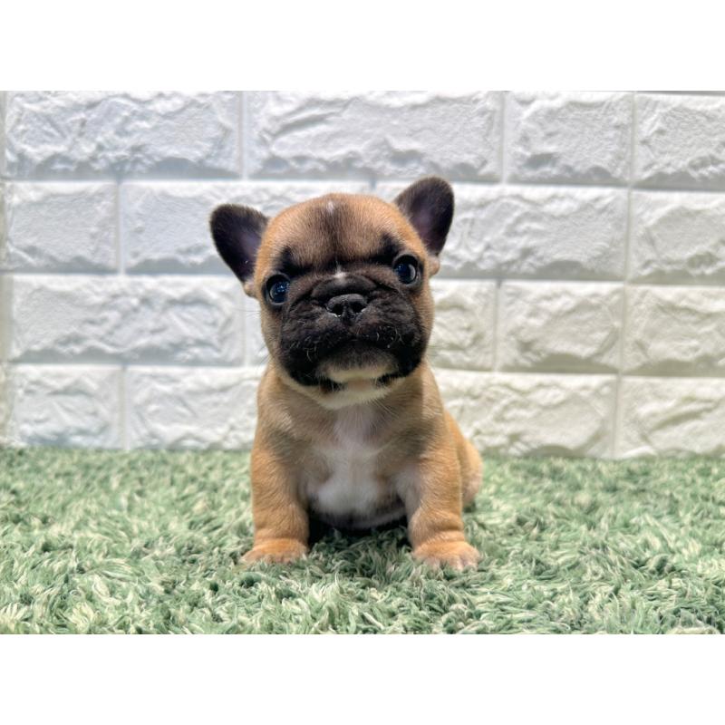 販売中の愛知県のフレンチブルドッグ-450199の4枚目
