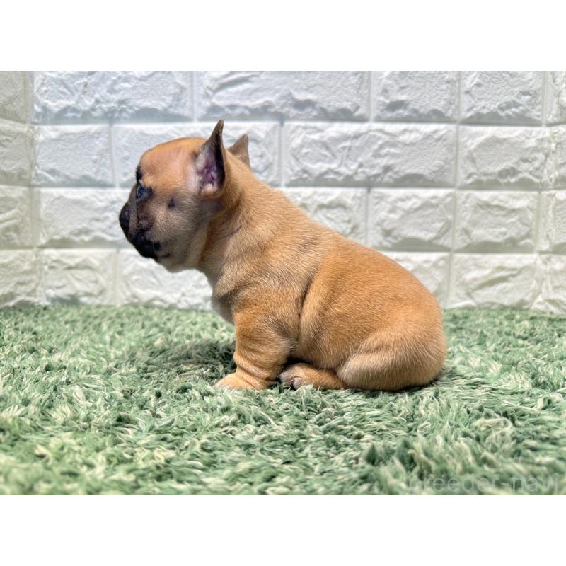 販売中の愛知県のフレンチブルドッグ-450199の3枚目