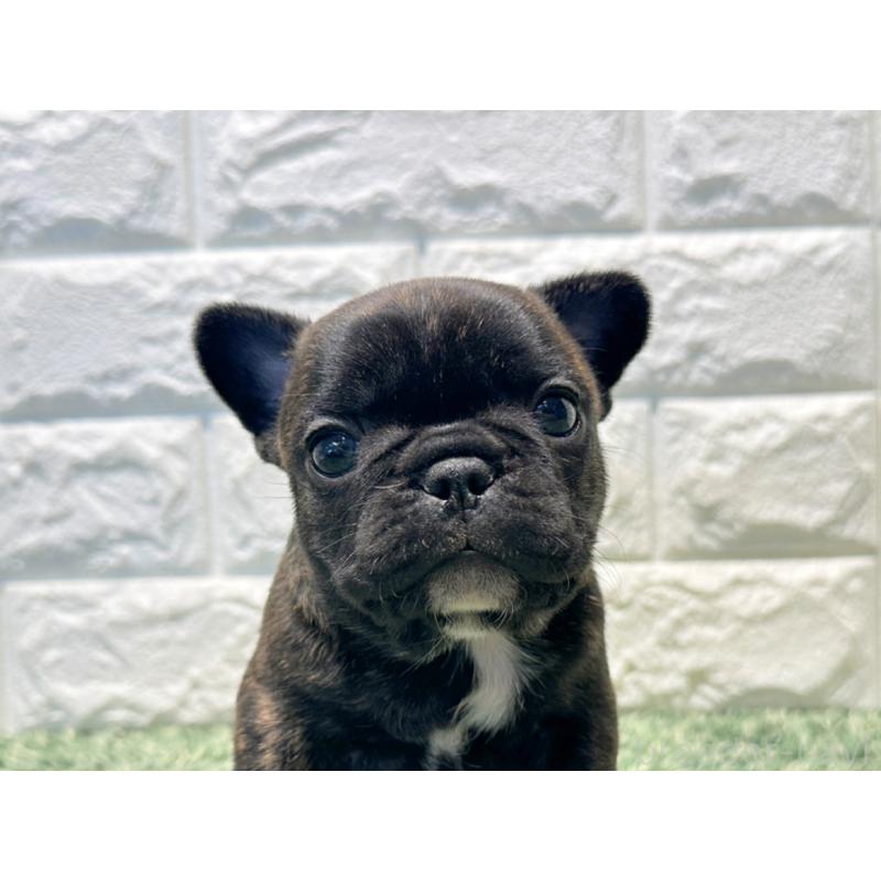 販売中の愛知県のフレンチブルドッグ-450200の1枚目