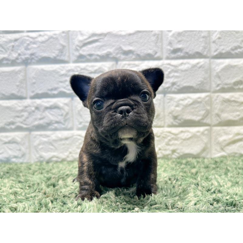 販売中の愛知県のフレンチブルドッグ-450200の4枚目