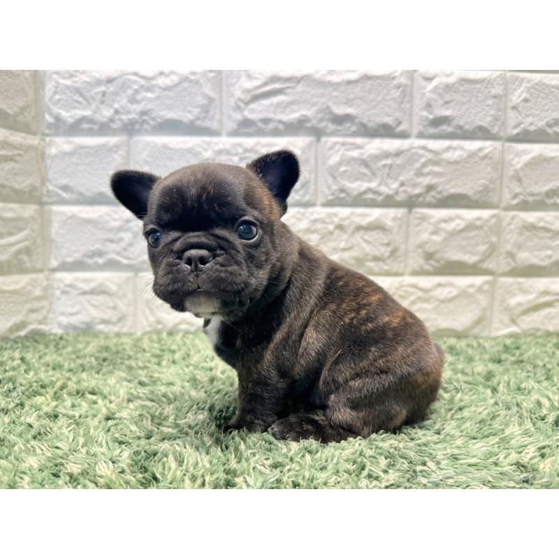 販売中の愛知県のフレンチブルドッグ-450200の3枚目