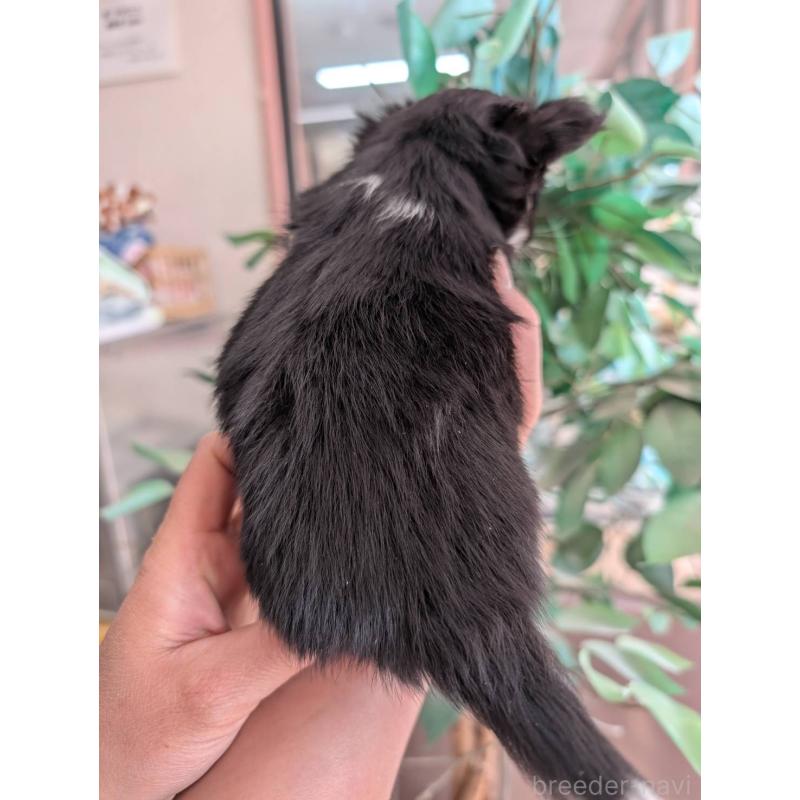 販売中の山梨県のチワワ(ロングコート)-450207の4枚目