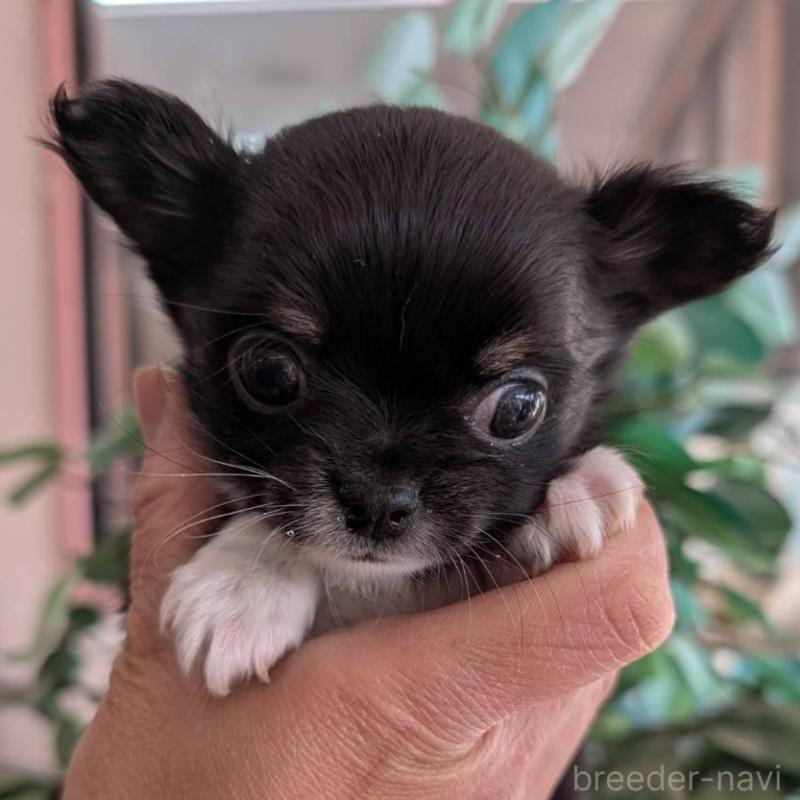 販売中の山梨県のチワワ(ロングコート)-450207