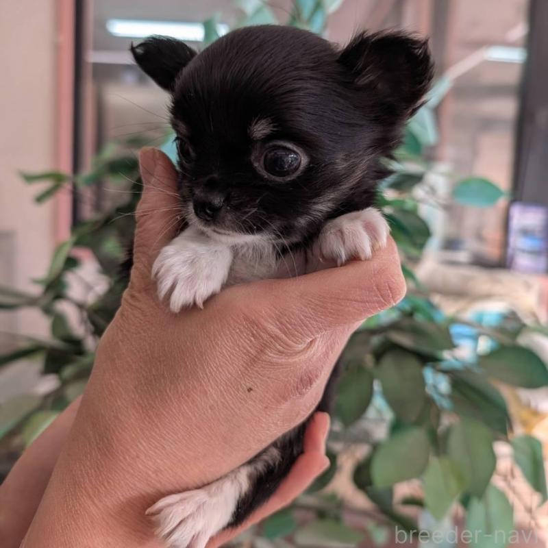 販売中の山梨県のチワワ(ロングコート)-450207の3枚目