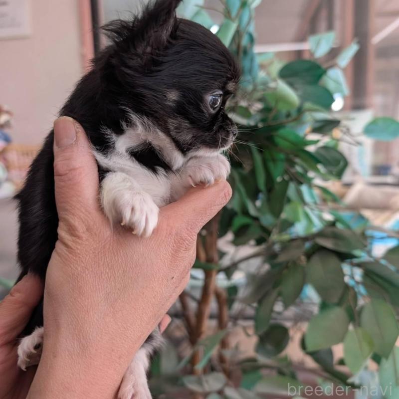 販売中の山梨県のチワワ(ロングコート)-450207の2枚目