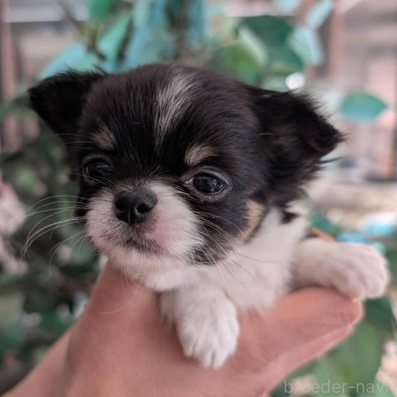 販売中の山梨県のチワワ(ロングコート)-450208の3枚目