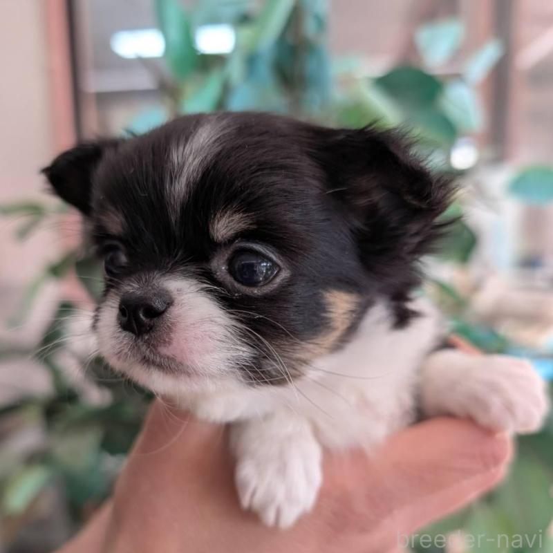 販売中の山梨県のチワワ(ロングコート)-450208の2枚目