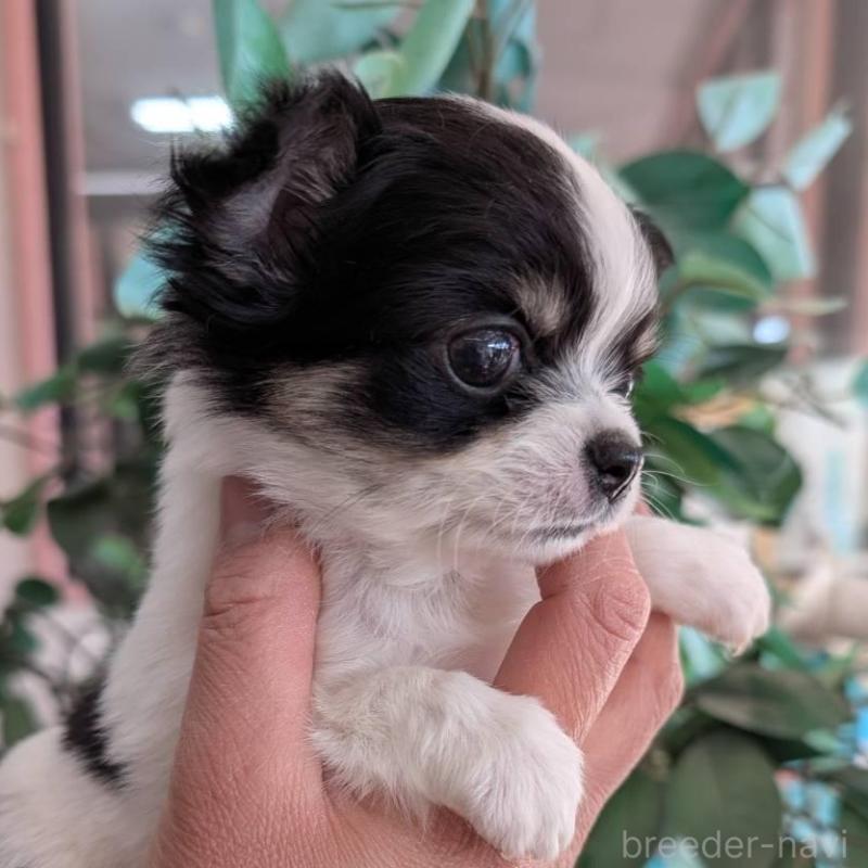 販売中の山梨県のチワワ(ロングコート)-450209の3枚目