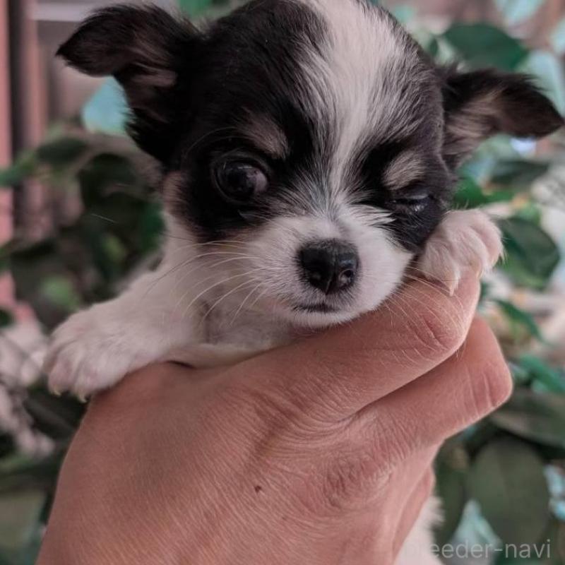 販売中の山梨県のチワワ(ロングコート)-450209の2枚目