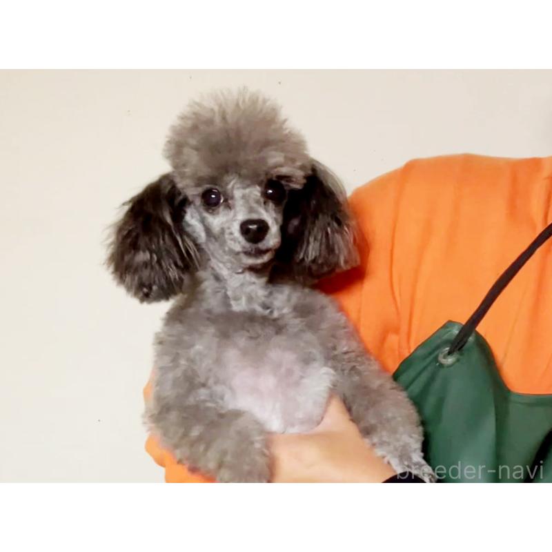 販売中の宮城県のタイニープードル-450210の3枚目