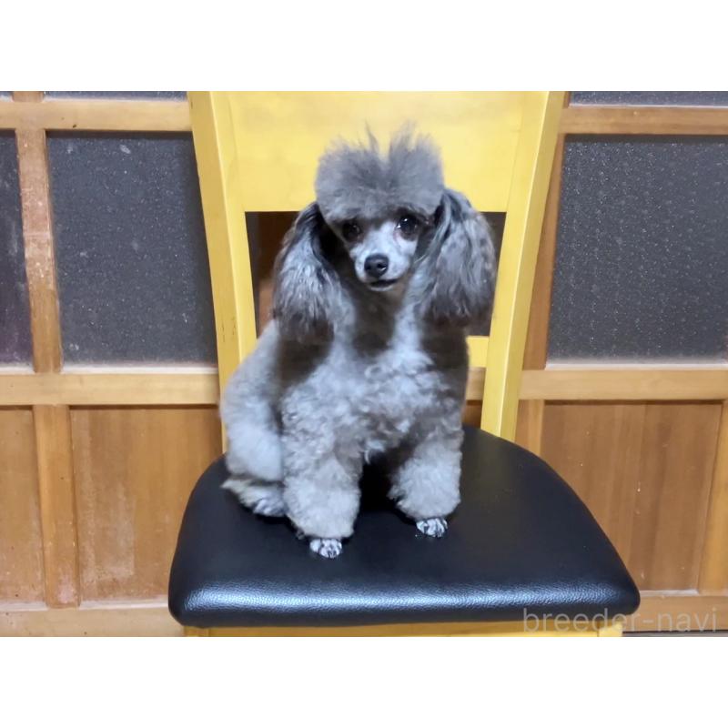 販売中の宮城県のタイニープードル-450210の2枚目