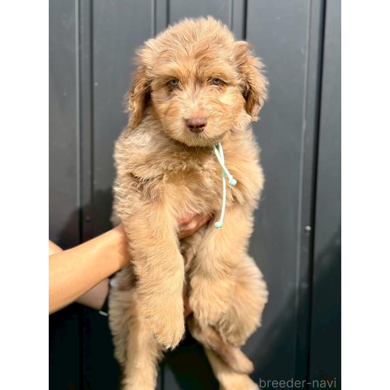 販売中の長野県のミックス犬-442537