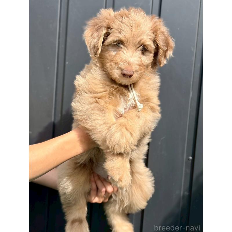 販売中の長野県のミックス犬-442540