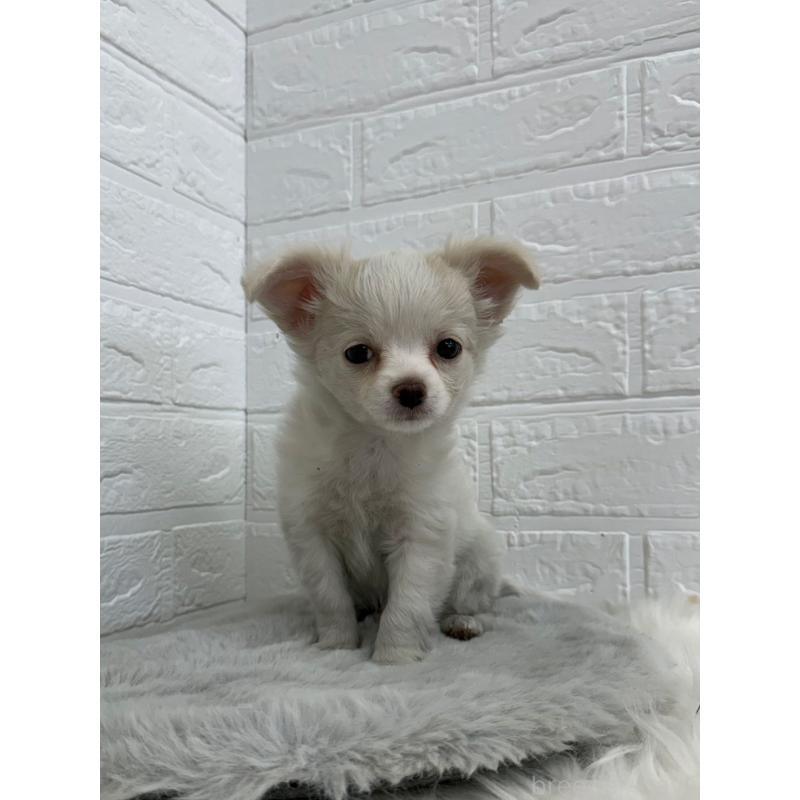 販売中の岡山県のチワワ(ロングコート)-450211の12枚目