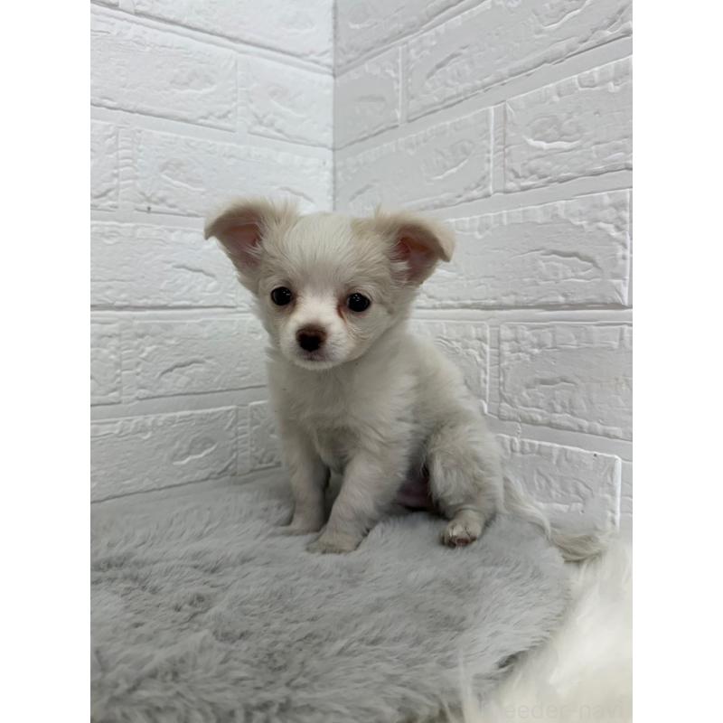 販売中の岡山県のチワワ(ロングコート)-450211の7枚目