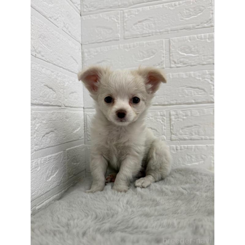 販売中の岡山県のチワワ(ロングコート)-450211の6枚目