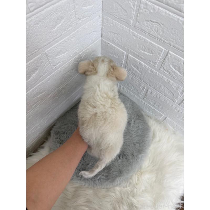 販売中の岡山県のチワワ(ロングコート)-450211の3枚目