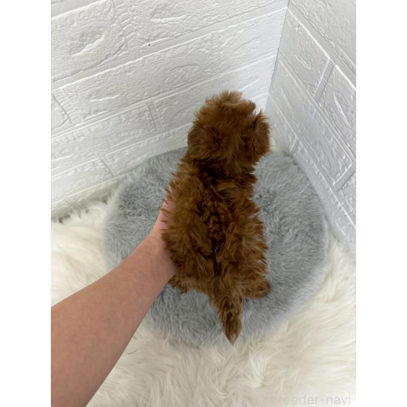 販売中の岡山県のタイニープードル-450213の13枚目