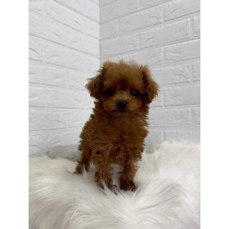 販売中の岡山県のタイニープードル-450213の11枚目