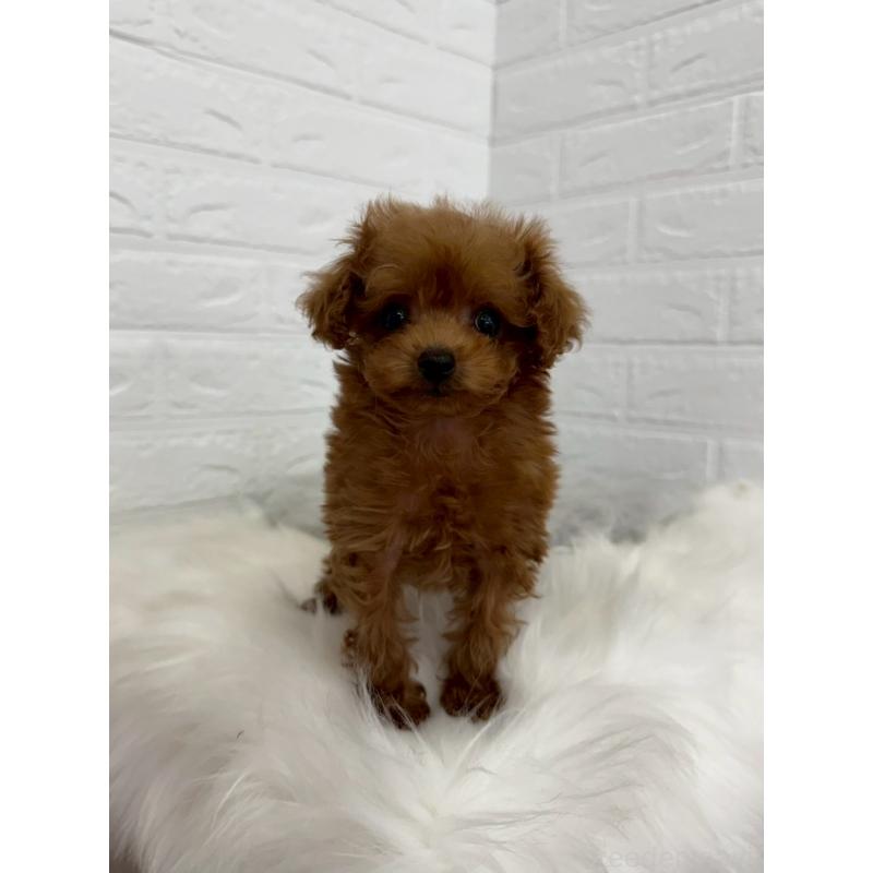 販売中の岡山県のタイニープードル-450213の9枚目