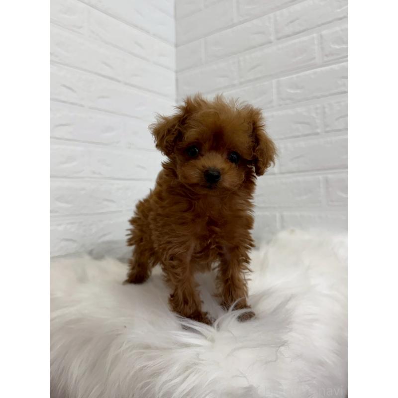 販売中の岡山県のタイニープードル-450213の6枚目