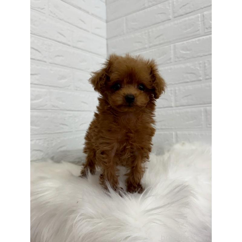 販売中の岡山県のタイニープードル-450213の5枚目