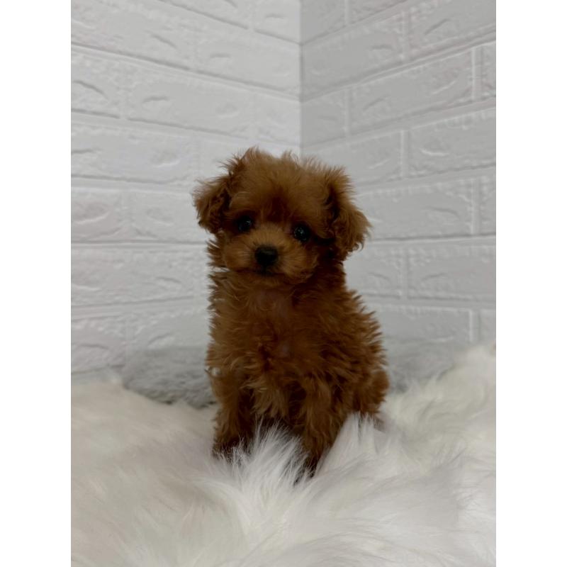 販売中の岡山県のタイニープードル-450213の3枚目