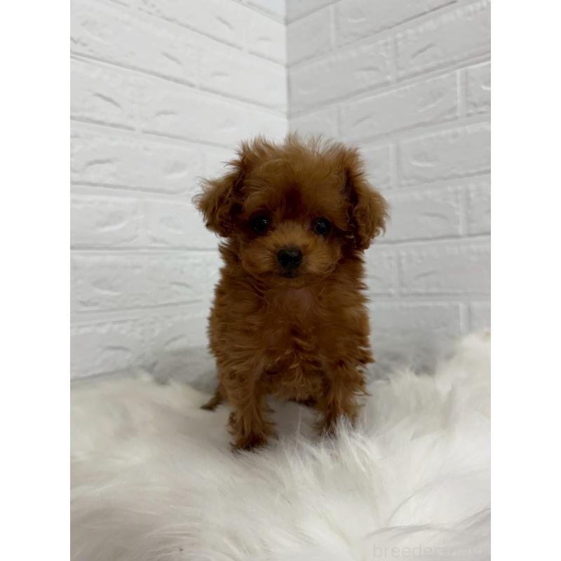 販売中の岡山県のタイニープードル-450213の2枚目