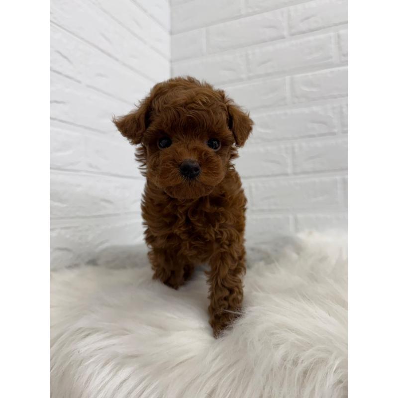 販売中の岡山県のタイニープードル-450214の10枚目