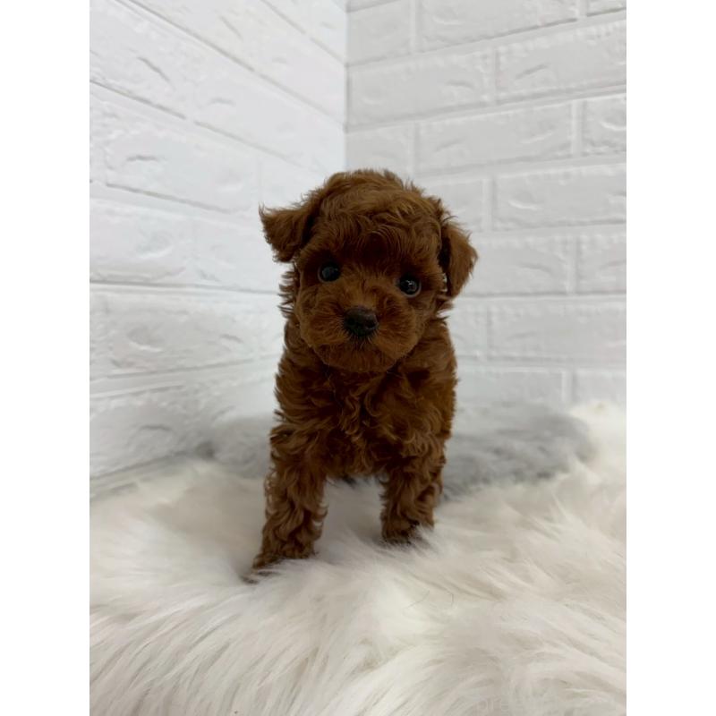 販売中の岡山県のタイニープードル-450214の9枚目