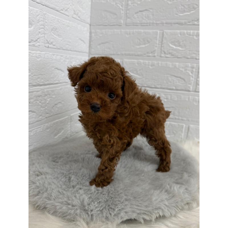 販売中の岡山県のタイニープードル-450214の8枚目