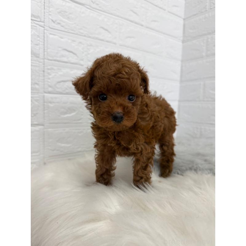 販売中の岡山県のタイニープードル-450214の6枚目