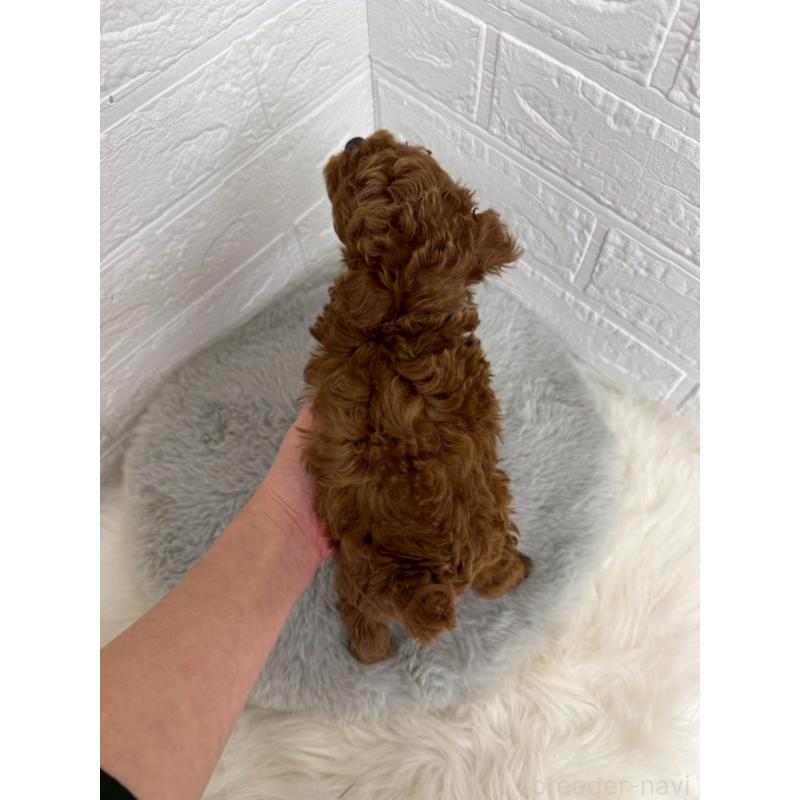 販売中の岡山県のタイニープードル-450214の5枚目