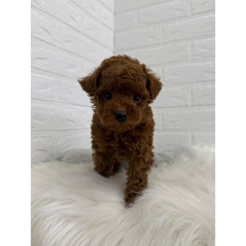 販売中の岡山県のタイニープードル-450214の2枚目