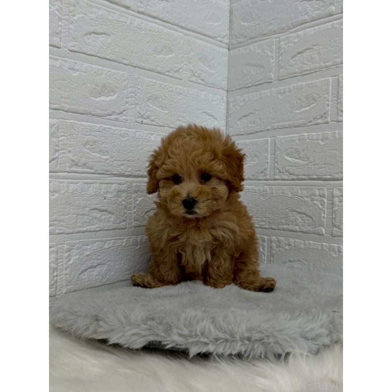 販売中の岡山県のタイニープードル-450215の12枚目