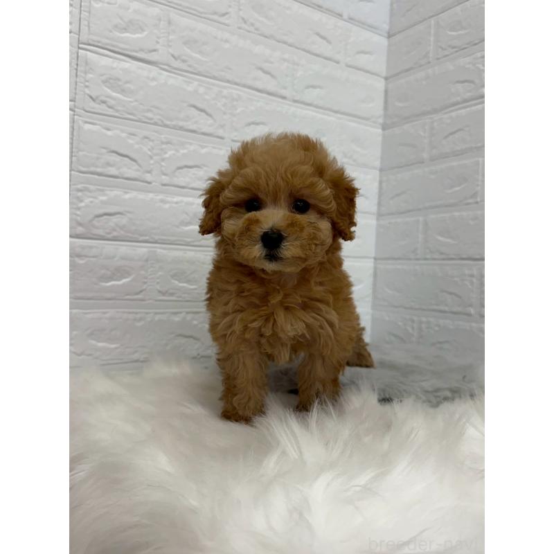 販売中の岡山県のタイニープードル-450215の9枚目