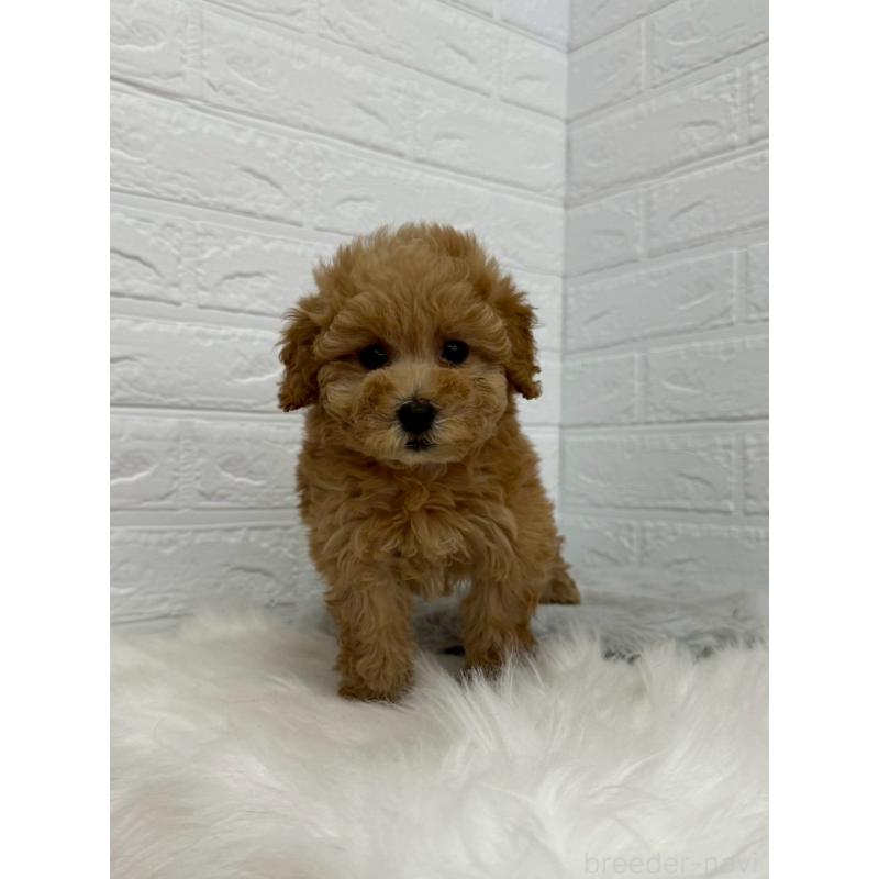 販売中の岡山県のタイニープードル-450215の6枚目