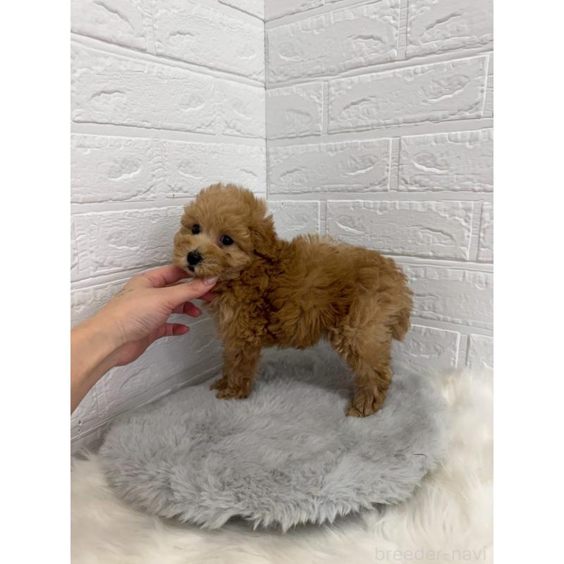 販売中の岡山県のタイニープードル-450215の3枚目