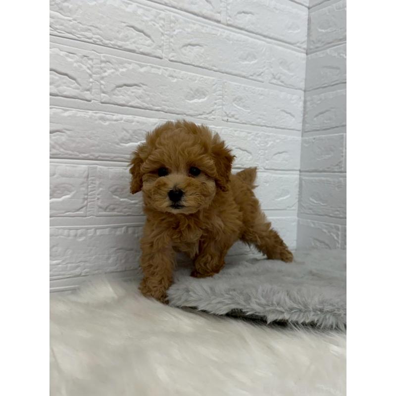 販売中の岡山県のタイニープードル-450215の2枚目