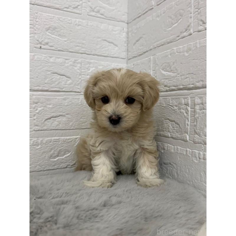 販売中の岡山県のマルプー:マルチーズ×トイプードル-450216の12枚目