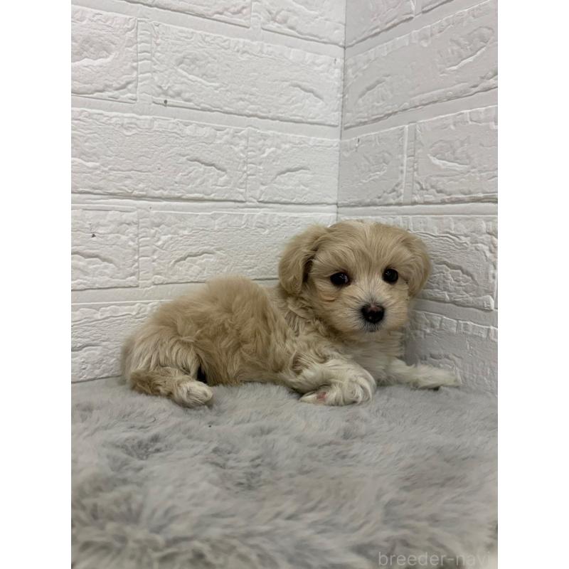 販売中の岡山県のマルプー:マルチーズ×トイプードル-450216の9枚目