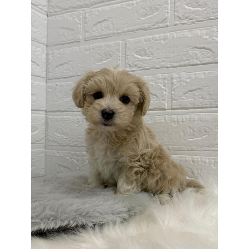 販売中の岡山県のマルプー:マルチーズ×トイプードル-450216の8枚目