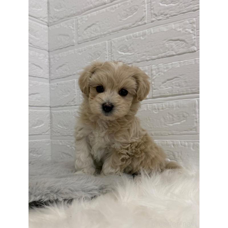 販売中の岡山県のマルプー:マルチーズ×トイプードル-450216の6枚目