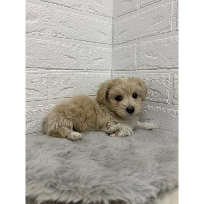 販売中の岡山県のマルプー:マルチーズ×トイプードル-450216の4枚目