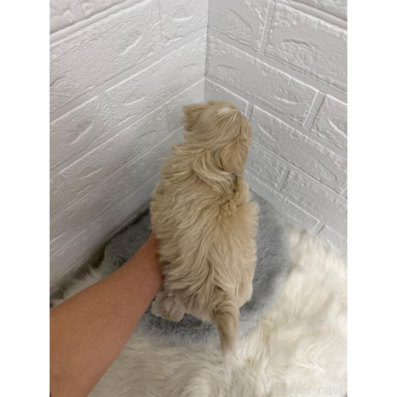 販売中の岡山県のマルプー:マルチーズ×トイプードル-450216の3枚目