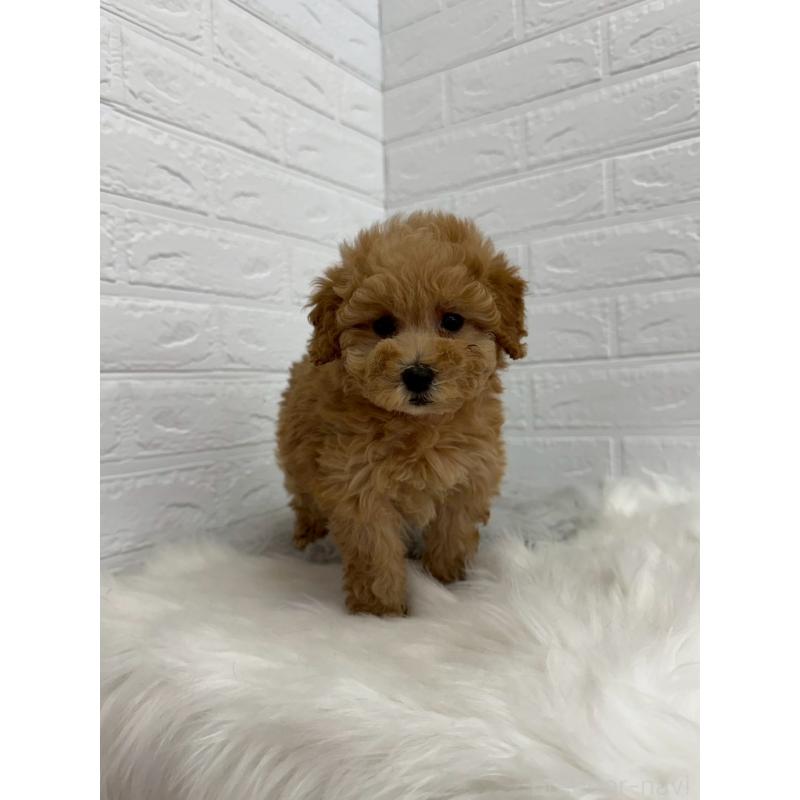 販売中の東京都のタイニープードル-450217の7枚目