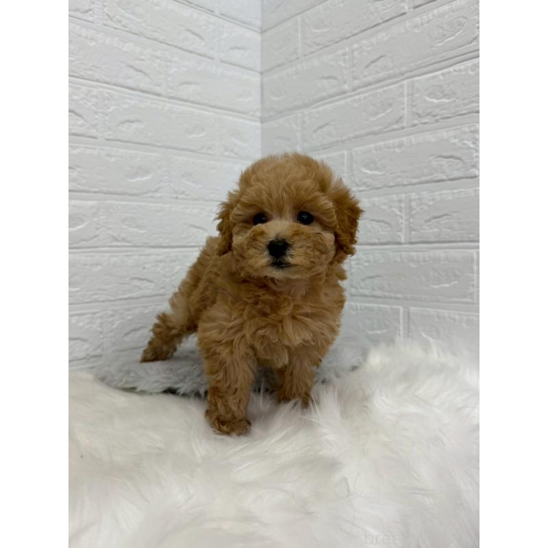 販売中の東京都のタイニープードル-450217の6枚目