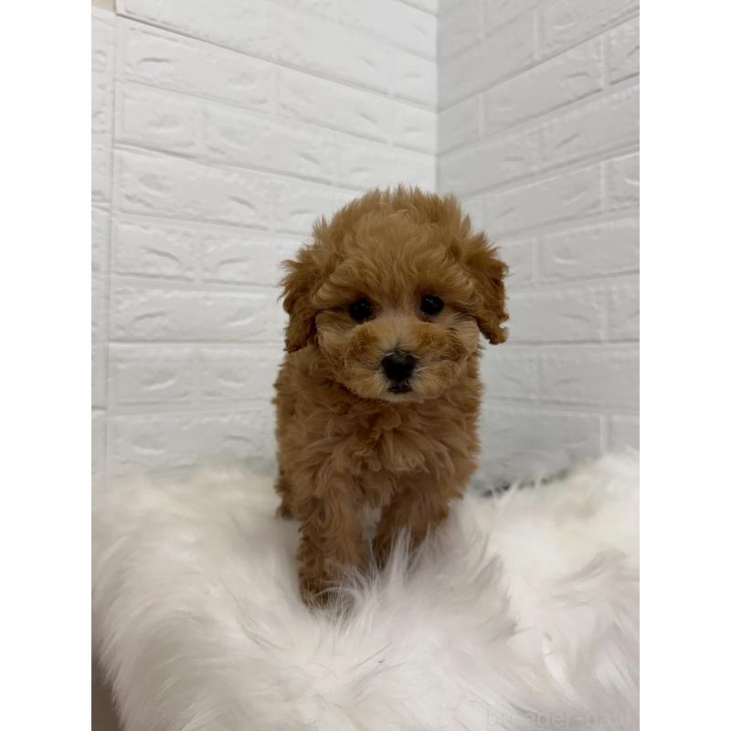 販売中の東京都のタイニープードル-450217の4枚目